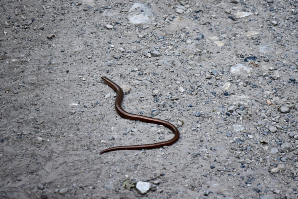 Albania Góry PRzeklęte wąż