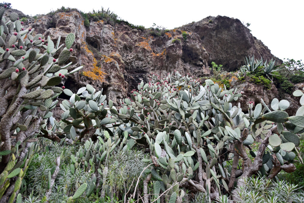 Kaktusy Teneryfa Góry Anaga