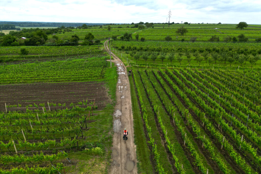 Morawska ścieżka winnice